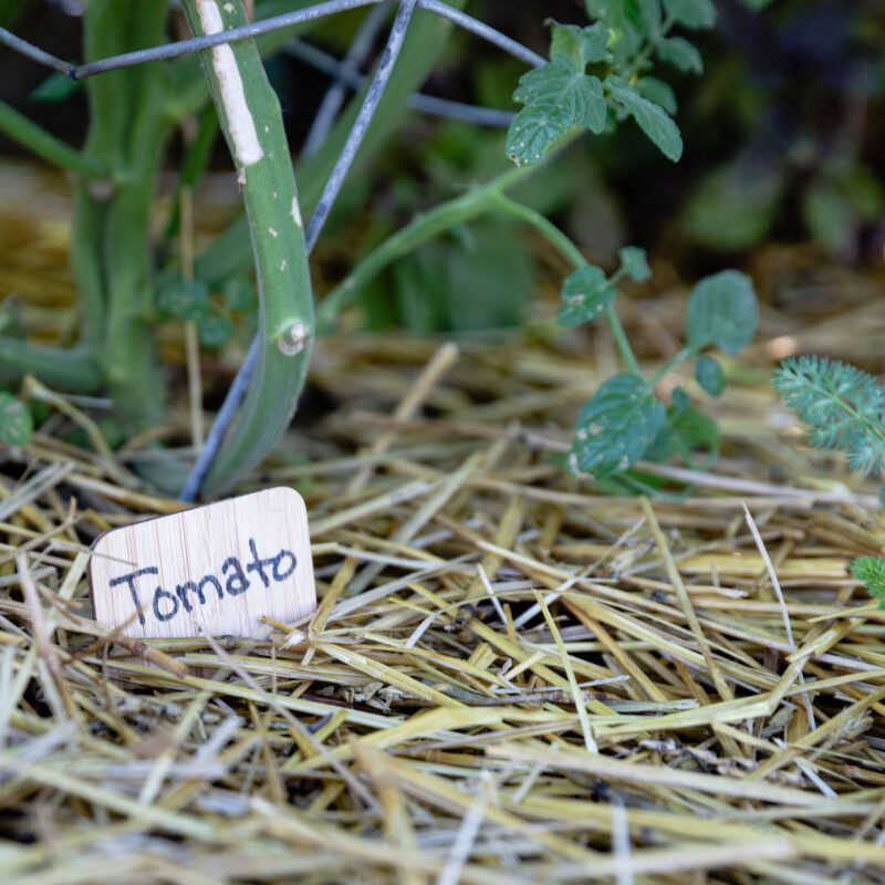 mulch on tomato plant
