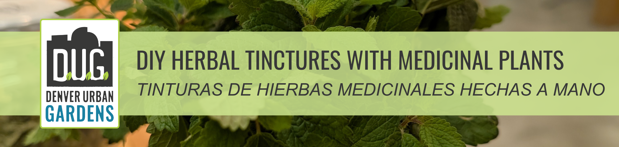 DIY Herbal Tinctures with Medicinal Plants