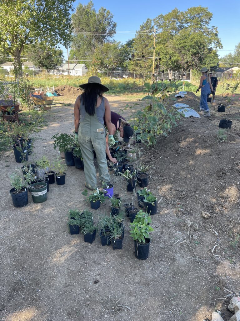 IMG_9556 - Denver Urban Gardens