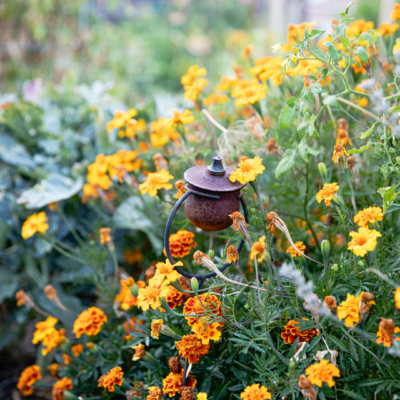 orange flower