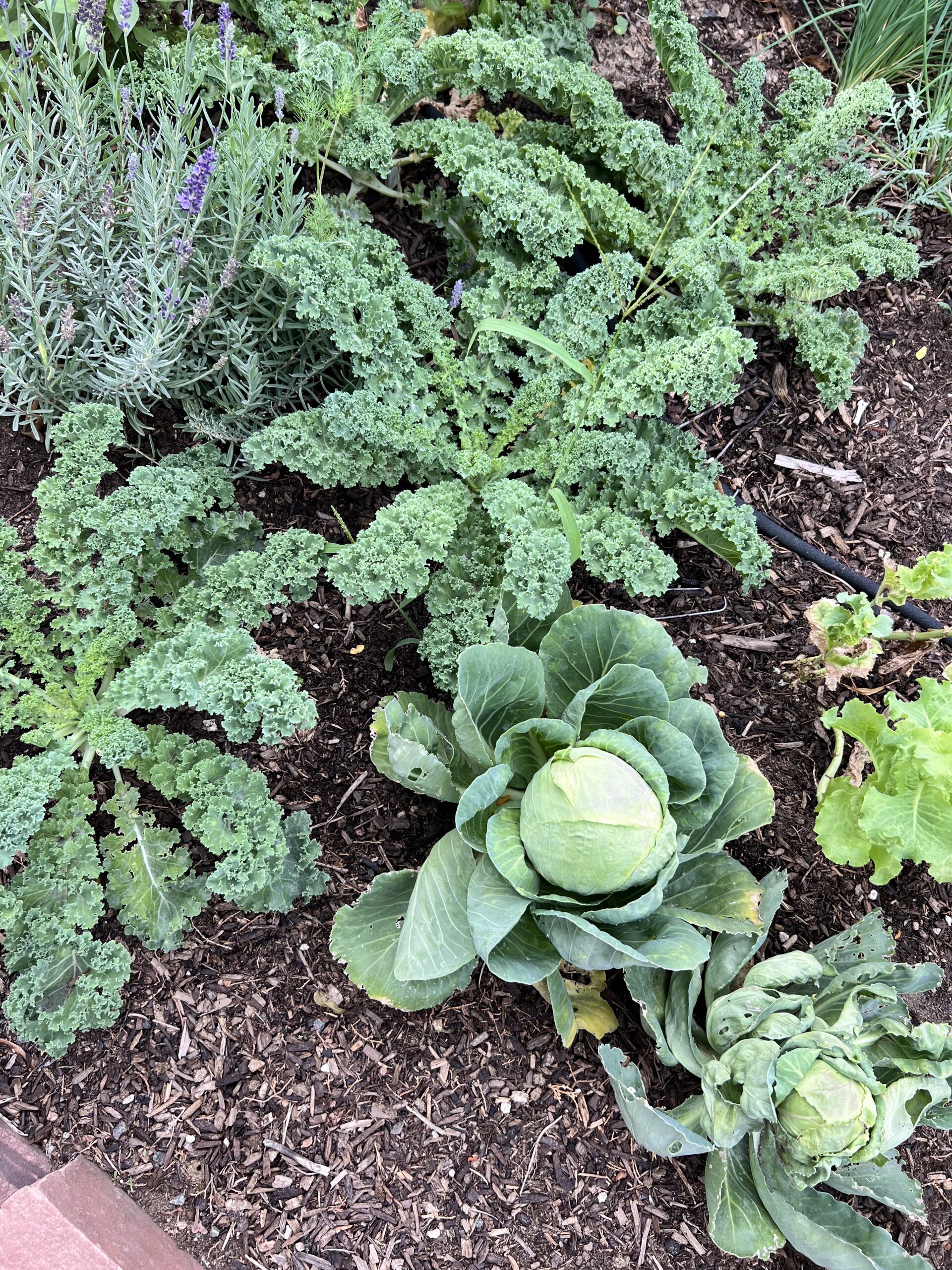 Grow a Garden Launches Its 29th Year