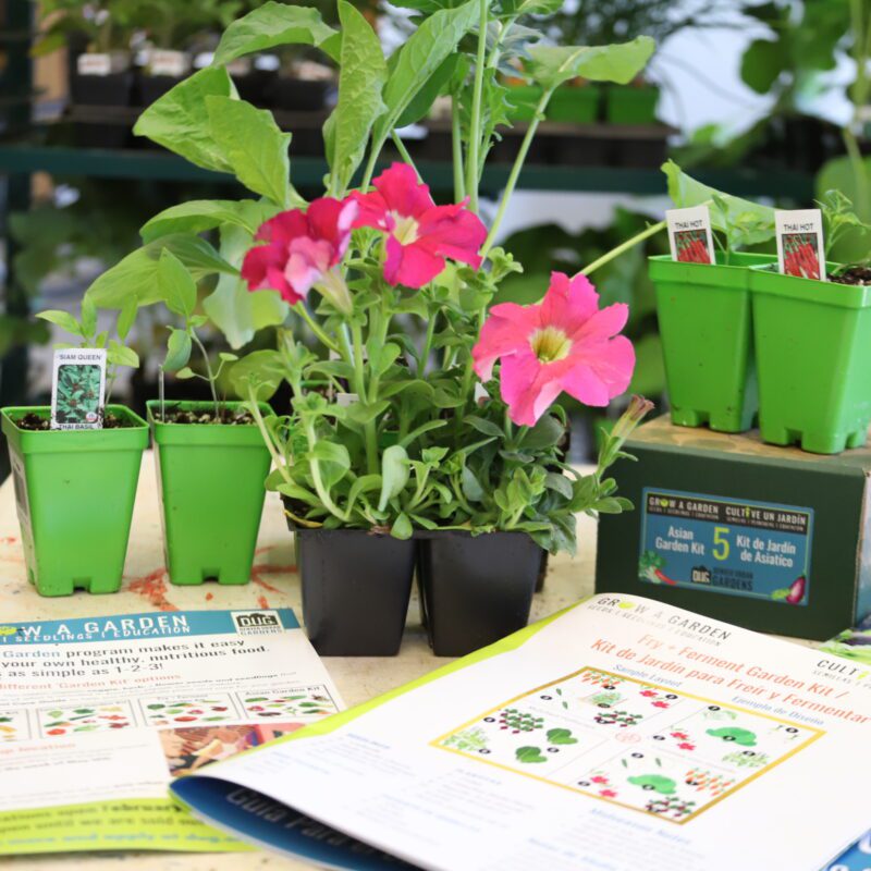 garden kit seedlings and organic growing guide opened