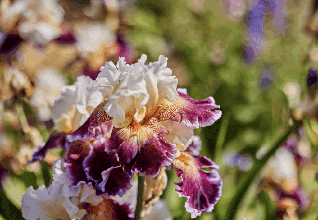 pink and white flower