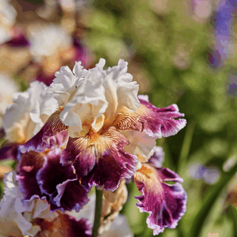 pink and white flower
