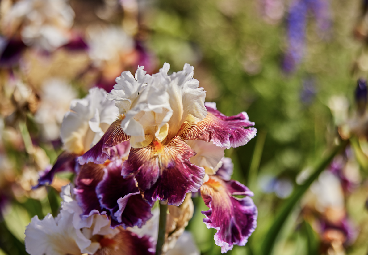 pink and white flower