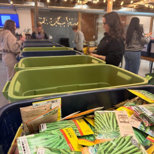 volunteers sorting seeds