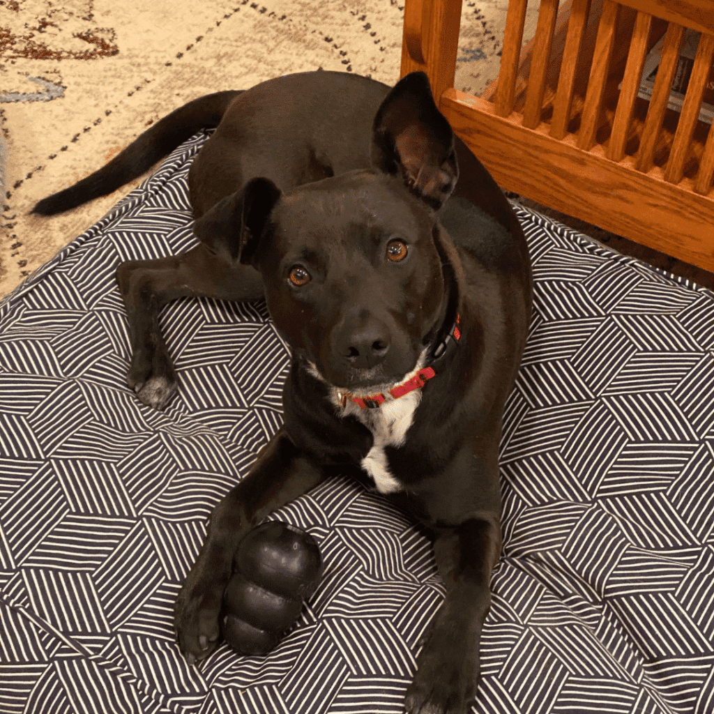 Luna, Lindsey Parker's dog