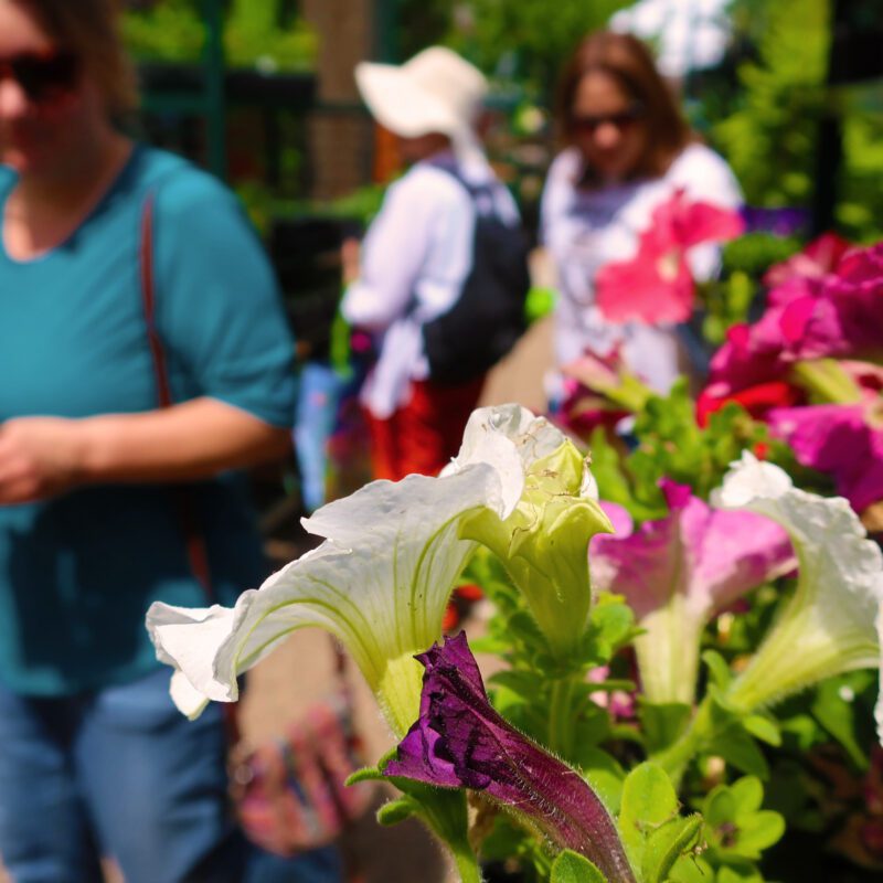 people behind flower baskets