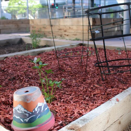 mulched plot with a painted plot market