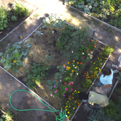 overview shot of a garden plot with flowers