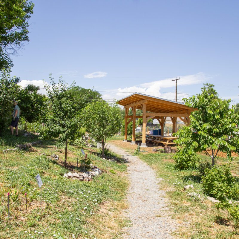 pathway to pavilion in barnum food forest