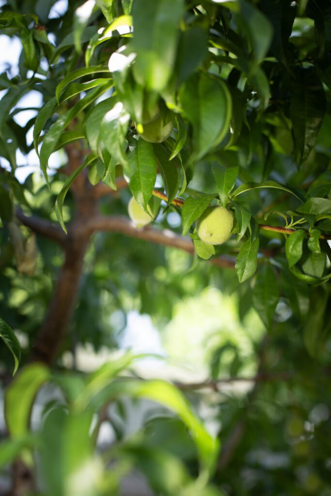Moody_ElevatedDB_CommGarden__0109 - Denver Urban Gardens ripe pears on tree