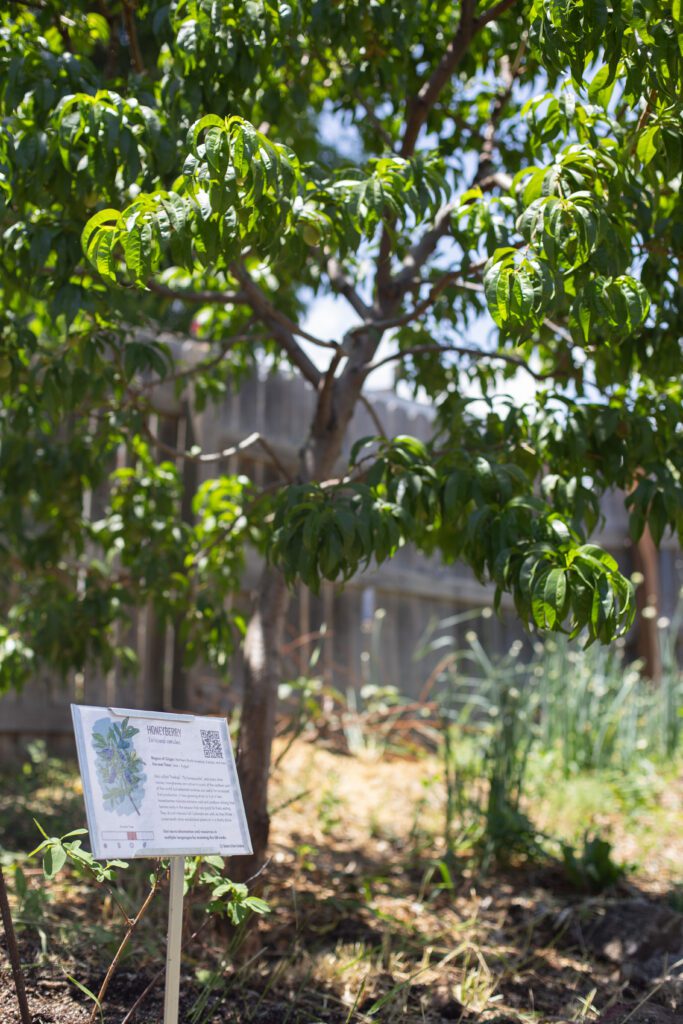 Moody_ElevatedDB_CommGarden__0114 - Denver Urban Gardens plant species sign next to tree