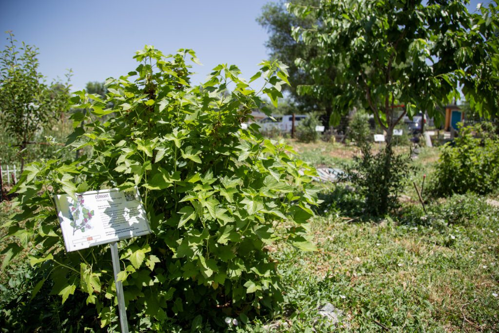 Moody_ElevatedDB_CommGarden__0118 - Denver Urban Gardens plant species sign on bush