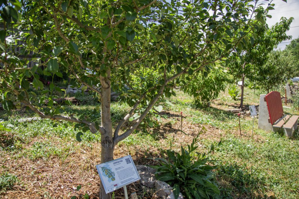 Moody_ElevatedDB_CommGarden__0119 - Denver Urban Gardens plant species sign under tree