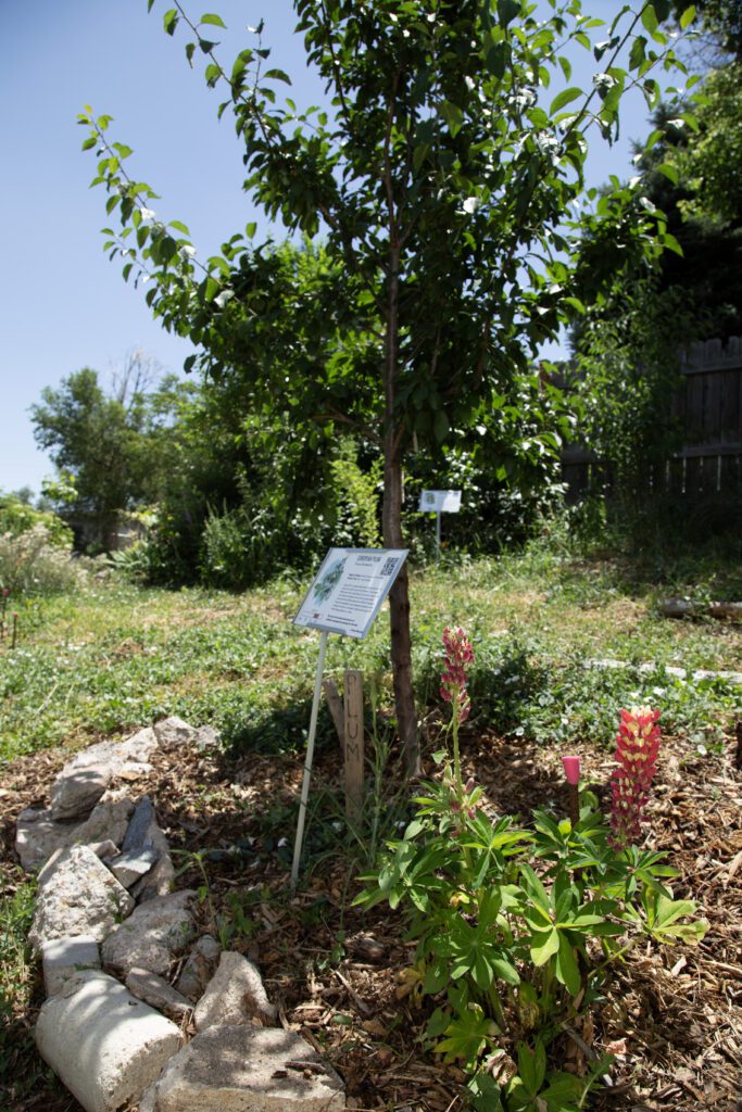Moody_ElevatedDB_CommGarden__0142 - Denver Urban Gardens sign under a tree