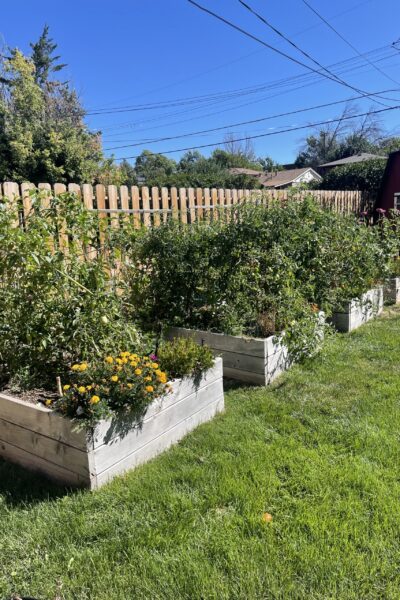 Sophie B.'s garden beds