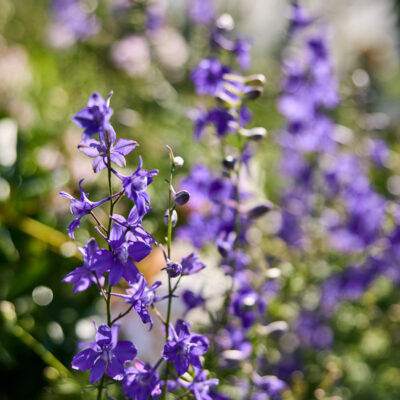 lavender plant