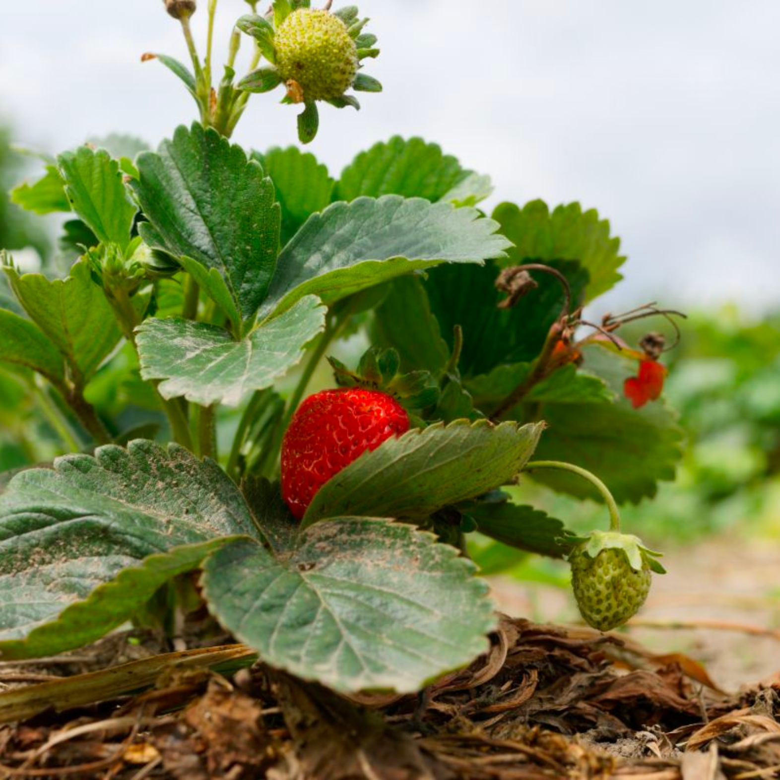 strawberry plant