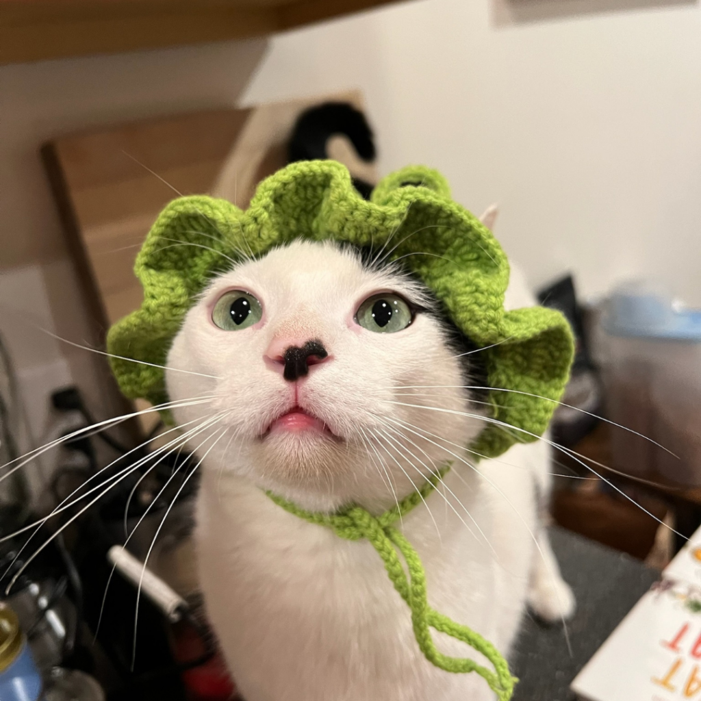 white cat wearing a green crocheted hat