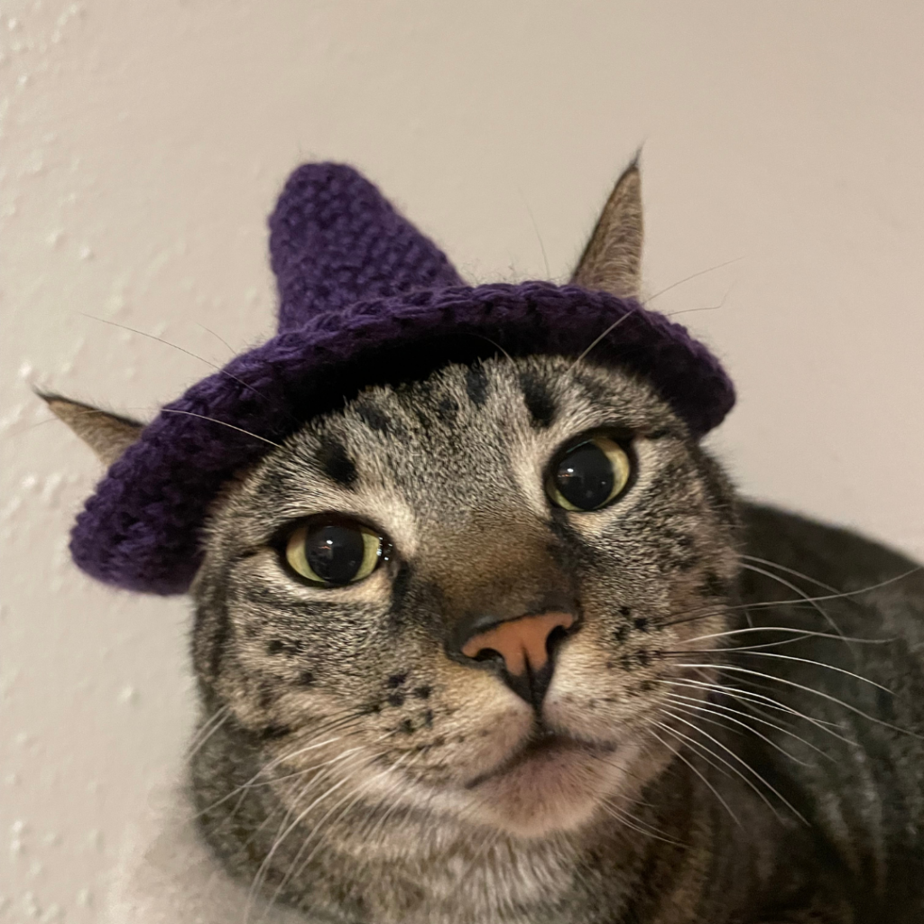 Close-up of a gray tabby cat wearing a purple knitted hat, looking curiously at the camera.