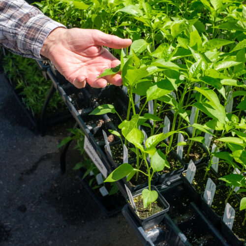 How to Plant Seedlings: A Beginner's Guide - Denver Urban Gardens