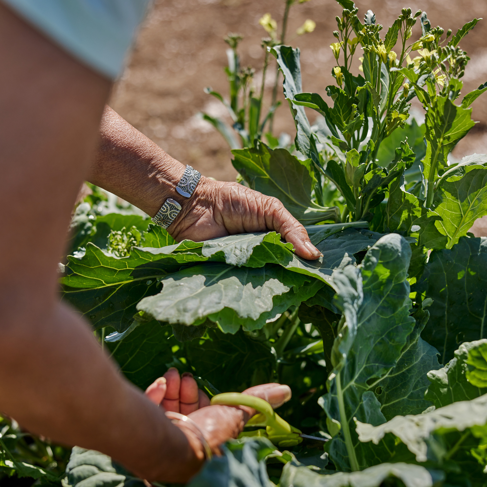 Person's hands picking a light green bean from a kale-like plant in a sunny garden; wearing a silver patterned bracelet on the wrist.