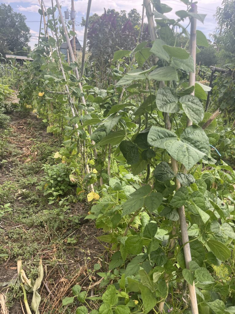 20240727 - Pecos - Grow a Garden Green Beans 2 - Denver Urban Gardens green beans on trellis