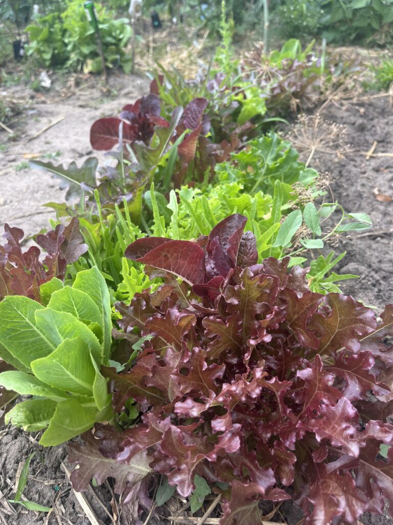 20240727 - Pecos - Grow a Garden Lettuce - Denver Urban Gardens lettuce