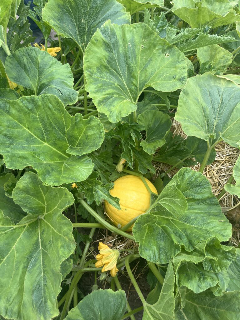 20240727 - Pecos - Grow a Garden Pumpkin 1 - Denver Urban Gardens pumpkin