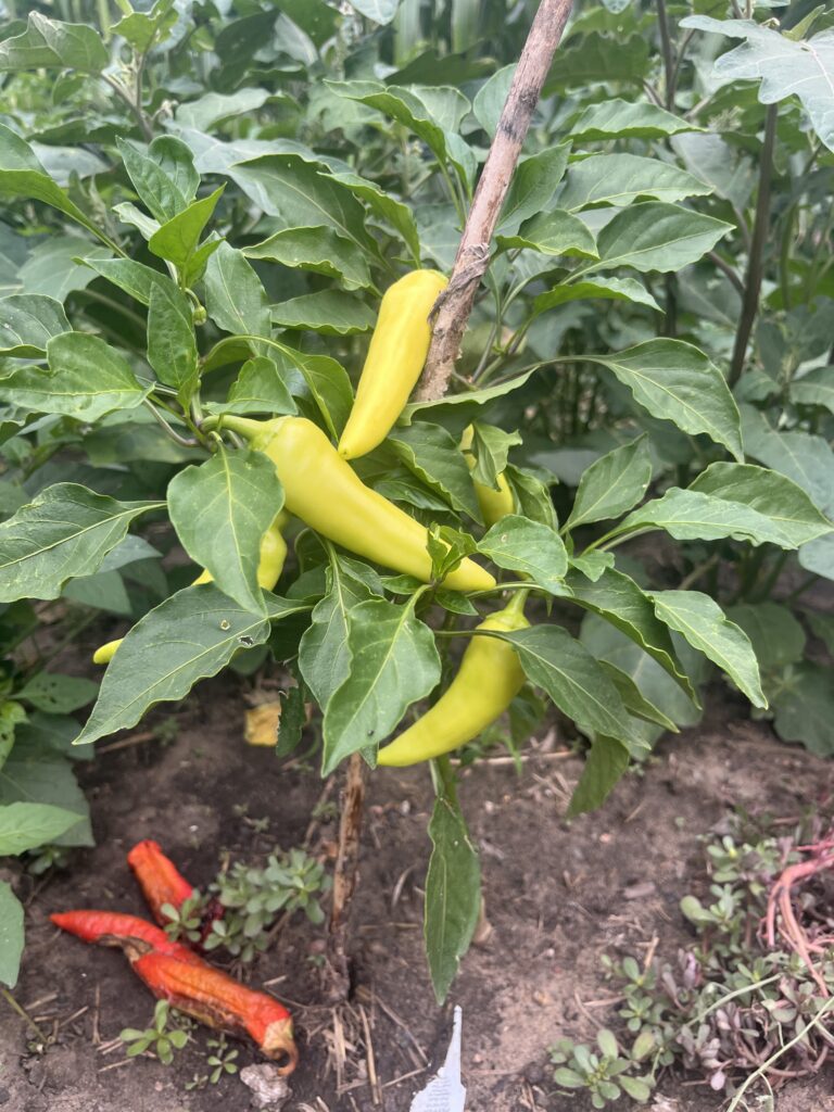 20240727 - Pecos - Grow a Garden Sweet Banana Peppers - Denver Urban Gardens Yellow peppers ripening on a leafy pepper plant in a garden, with a wooden stake nearby.