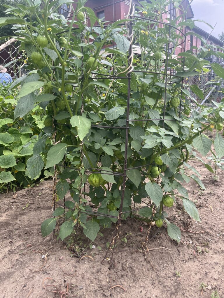 20240727 - Pecos - Grow a Garden Tomatillo - Denver Urban Gardens tomatillo in cage