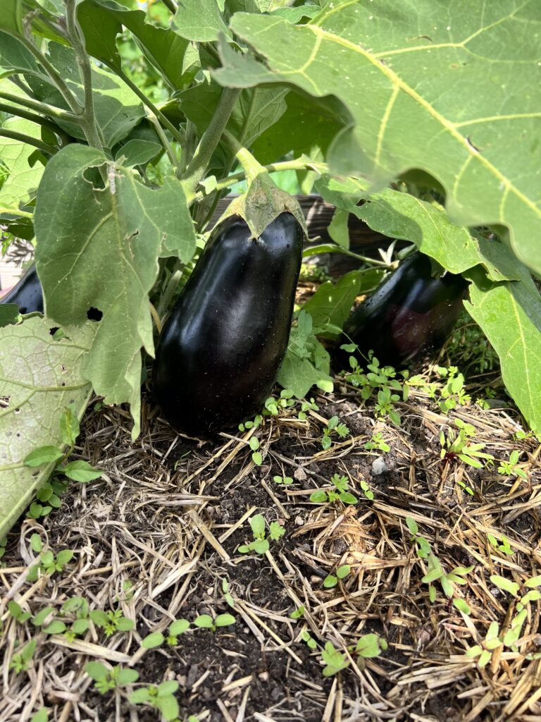 20240824 - Rosedale - Grow a Garden Eggplant - Denver Urban Gardens eggplant