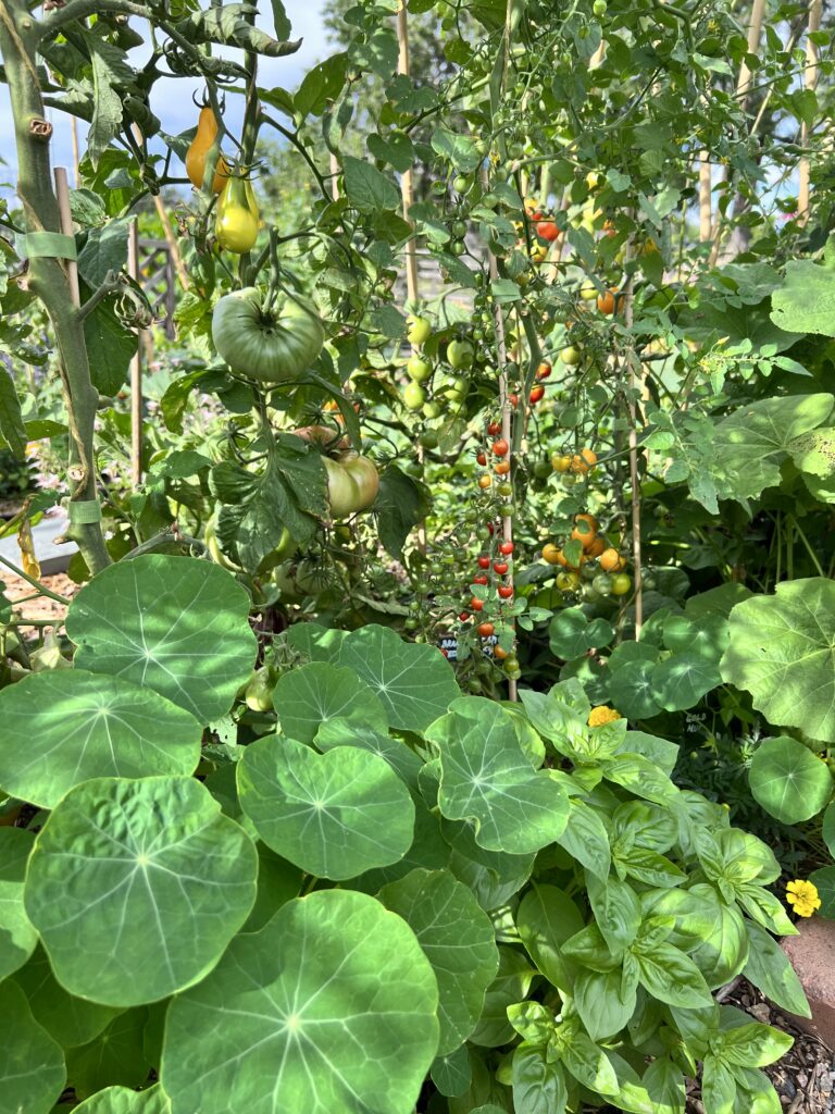 20240824 - Rosedale - Grow a Garden Nasturtiums and Sweet 100s 1 - Denver Urban Gardens nasturtiums and tomatoes