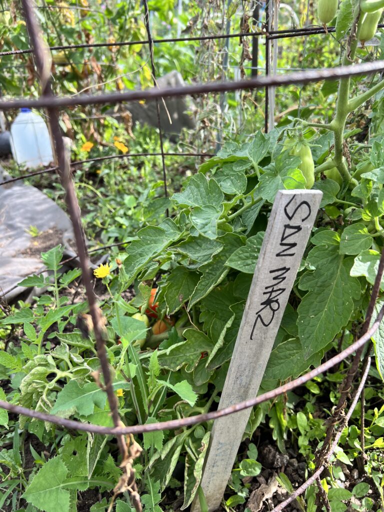 20240824 - Rosedale - Grow a Garden San Marzano - Denver Urban Gardens san marzano tomato