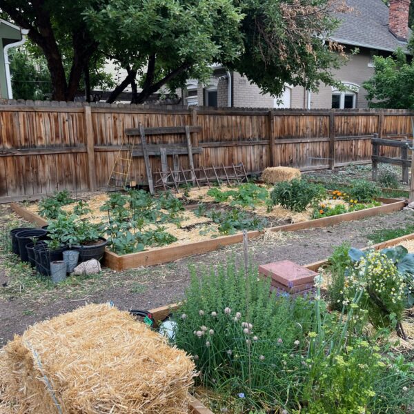 Backyard garden with raised wooden beds, straw mulch, and a tall wooden fence; gardening tools and hay bales visible near plants.