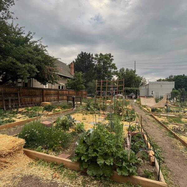 Community garden with raised beds, straw mulch, and green plants under a cloudy sky.