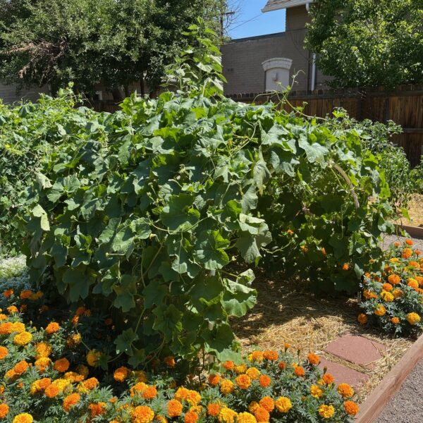 Raised vegetable garden with a large leafy vine in the foreground and bright orange marigolds around the border; wooden raised bed, fence, and house in the background under a clear blue sky.