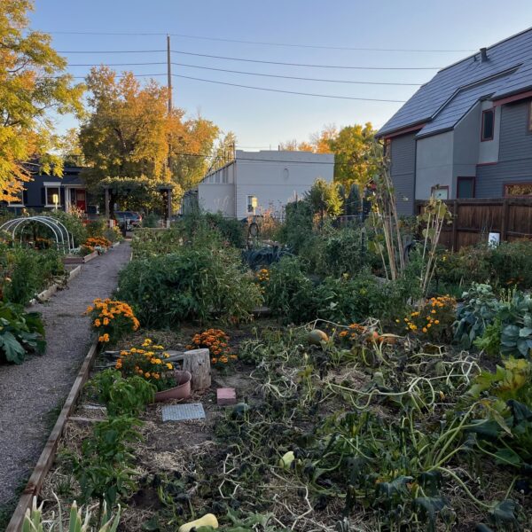Community garden with raised beds, marigolds, and autumn trees against a residential backdrop on a sunny day
