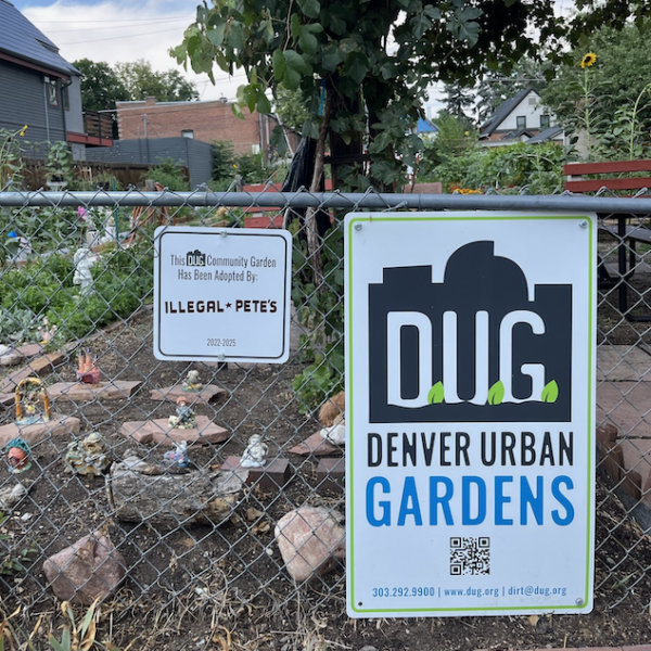 Chain-link fenced community garden with two signs: a large Denver Urban Gardens sign and a smaller sign noting the garden was adopted by Illegal Pete's.