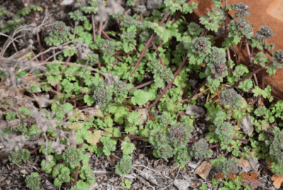 henbit