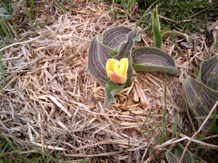 tulip in garden