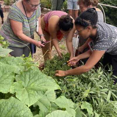 Group of people working in a community garden, trimming herbs from a raised bed with scissors.